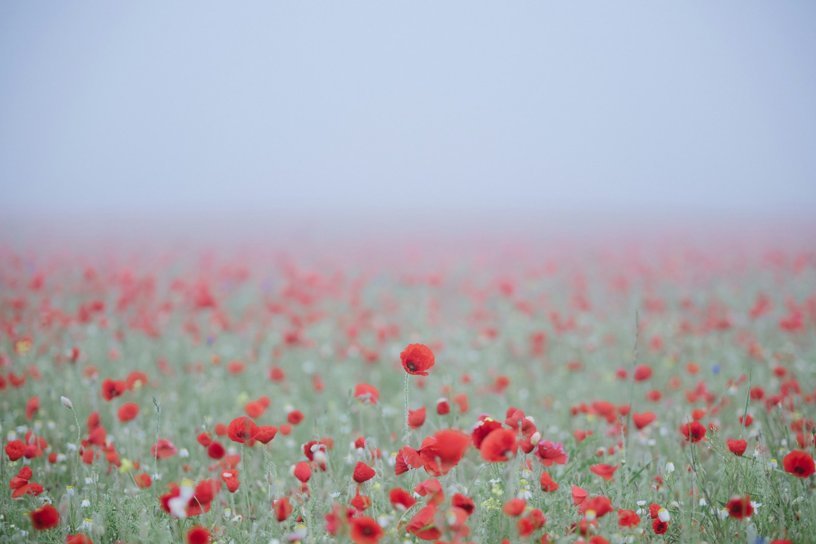 Nikon D600 + Tamron SP AF 70-200mm F2.8 Di LD (IF) MACRO sample photo. Red flower field photography