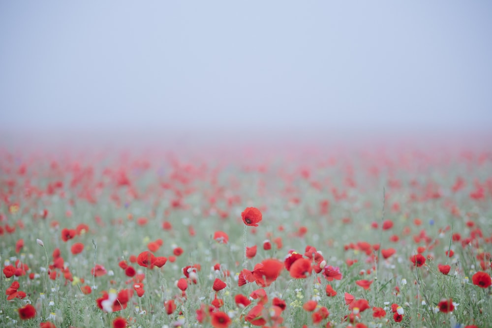 red flower field