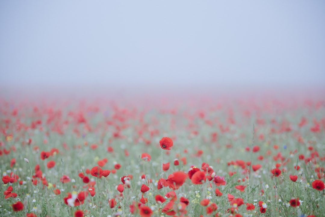 red flower field, A long ride in a summer night to meet the famous flower filelds of Castelluccio di Norcia.<p></figure>Castelluccio di Norcia is a small town on the top of a hill in Umbria, the heart as well as one o the most beautiful region of Italy.</p><p>The fields of lentils are completely covered with poppies, cornflower and canola after their flowering and color these endless fields that extend as far as the eye can see. Visit these places at least once in your life: they will fill your heart and mind with a beautiful memory.