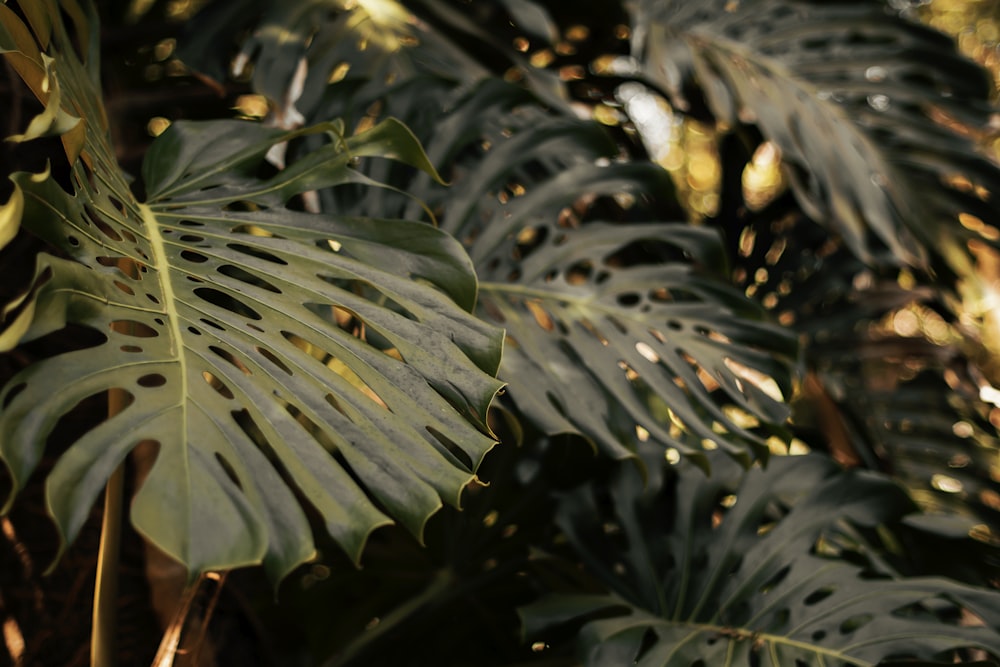 photo en gros plan de la plante à feuilles vertes