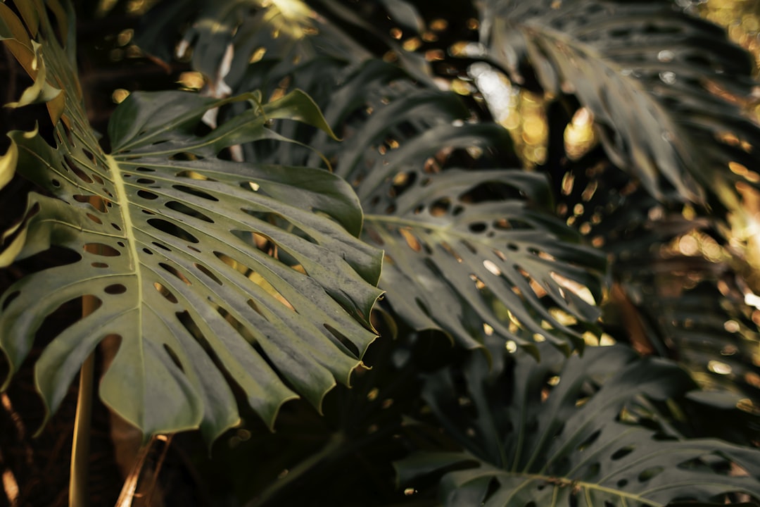 closeup photo of green leaf plant, Monstera