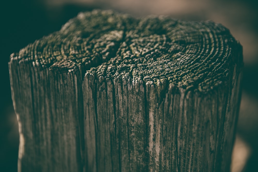 selective focus photography of driftwood