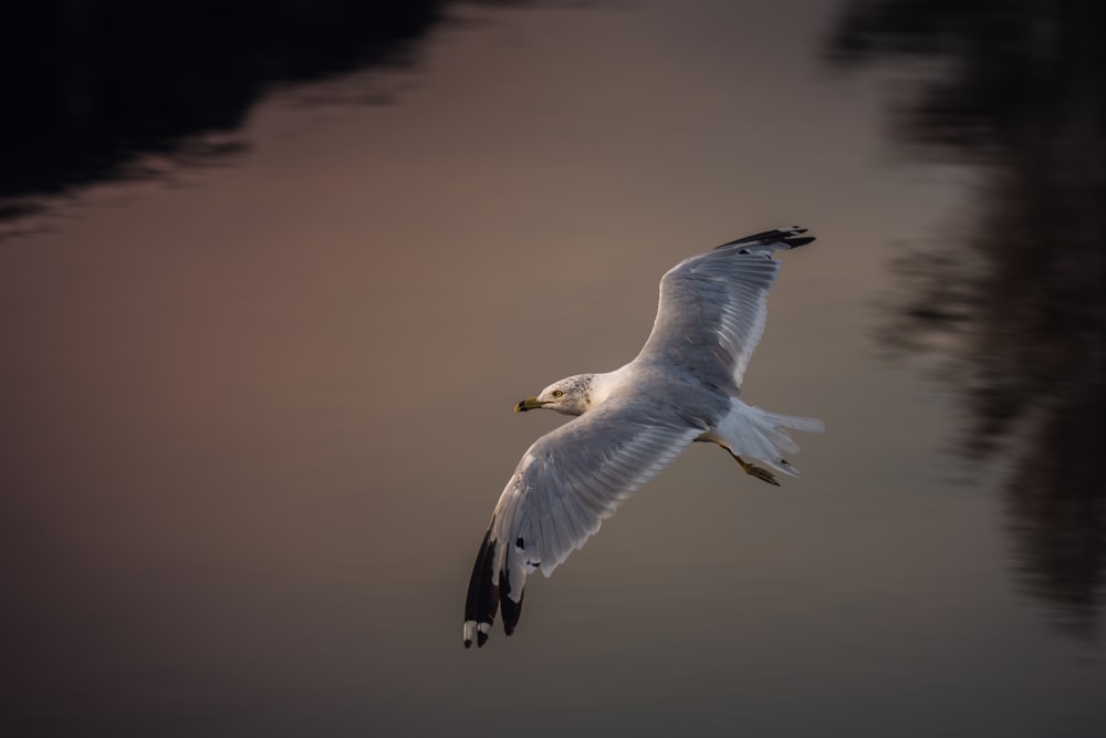 gray bird flying in mid-air