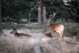 Three deer with large antlers are situated in a forested area, with one standing alert while the other two are resting on the ground. The surrounding environment features dense green trees and dry grass, creating a natural woodland setting.