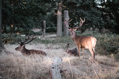 Three deer with large antlers are situated in a forested area, with one standing alert while the other two are resting on the ground. The surrounding environment features dense green trees and dry grass, creating a natural woodland setting.