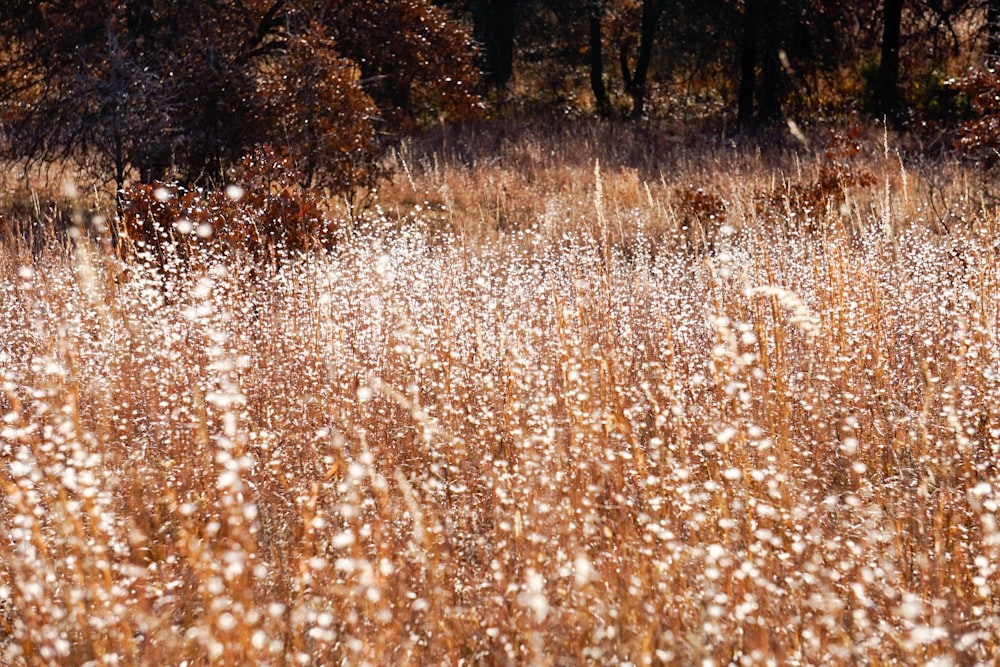 field of brown leafed plant