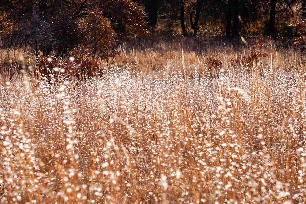 campo de planta de hojas marrones