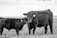 Two black cows with identification tags on their ears stand close together in a grassy field. The larger cow looks directly at the camera while the smaller one nuzzles the larger cow's side. The background is blurred, suggesting an open landscape.