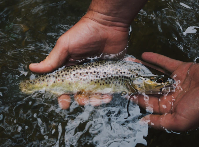 releasing a brown trout in Cheesman Canyon