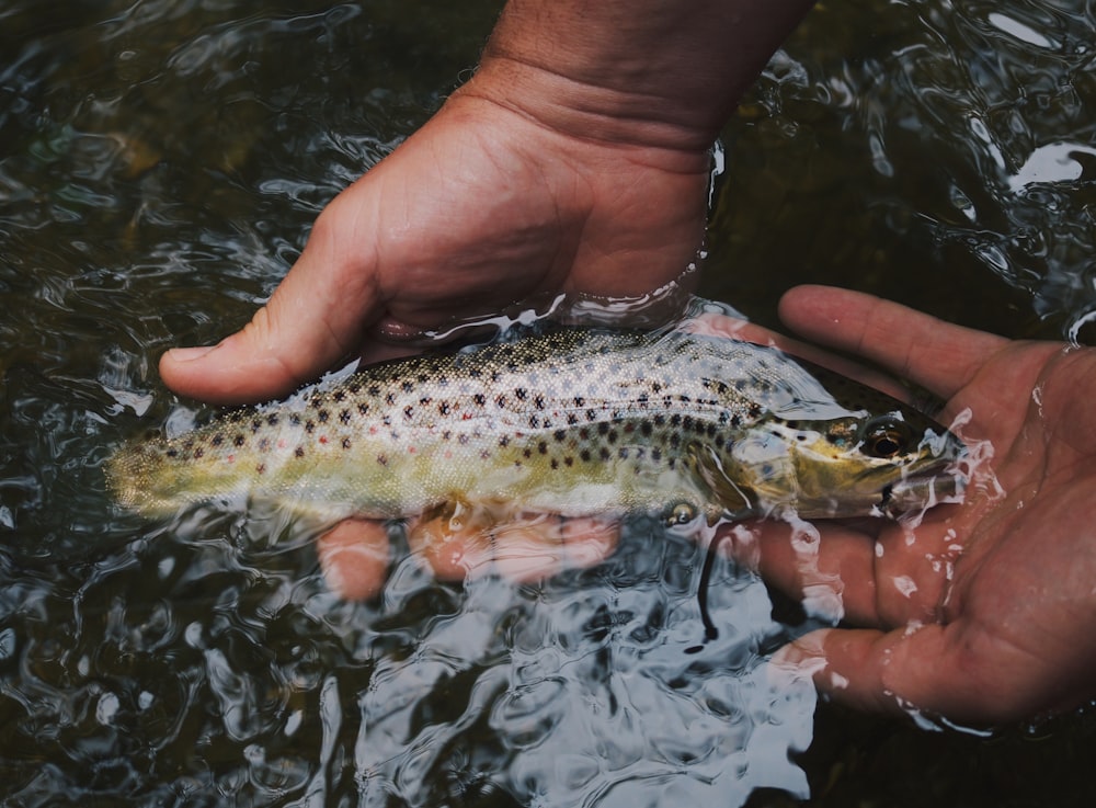 personne tenant des poissons noirs et bruns