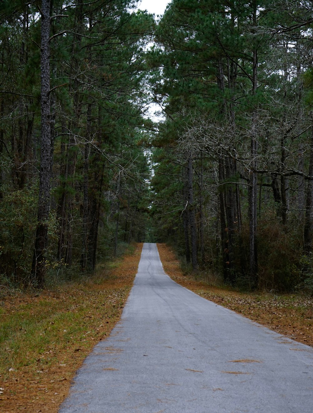 trees between road