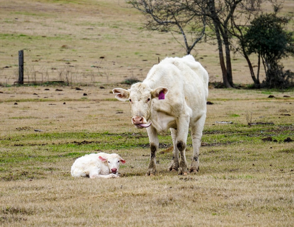 緑の芝生の上の白い牛と子牛