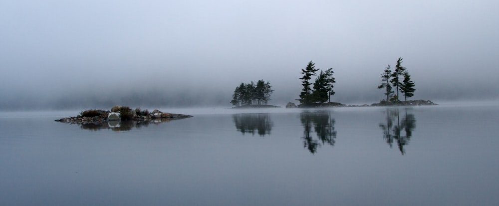 reflection photography of pine trees near lale