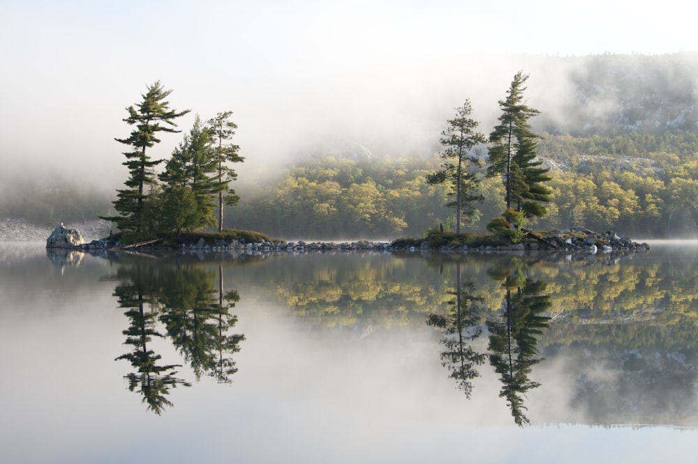 reflective photography of trees on islet near body of water