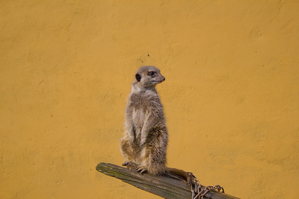 Meerkat standing on edge of the wood