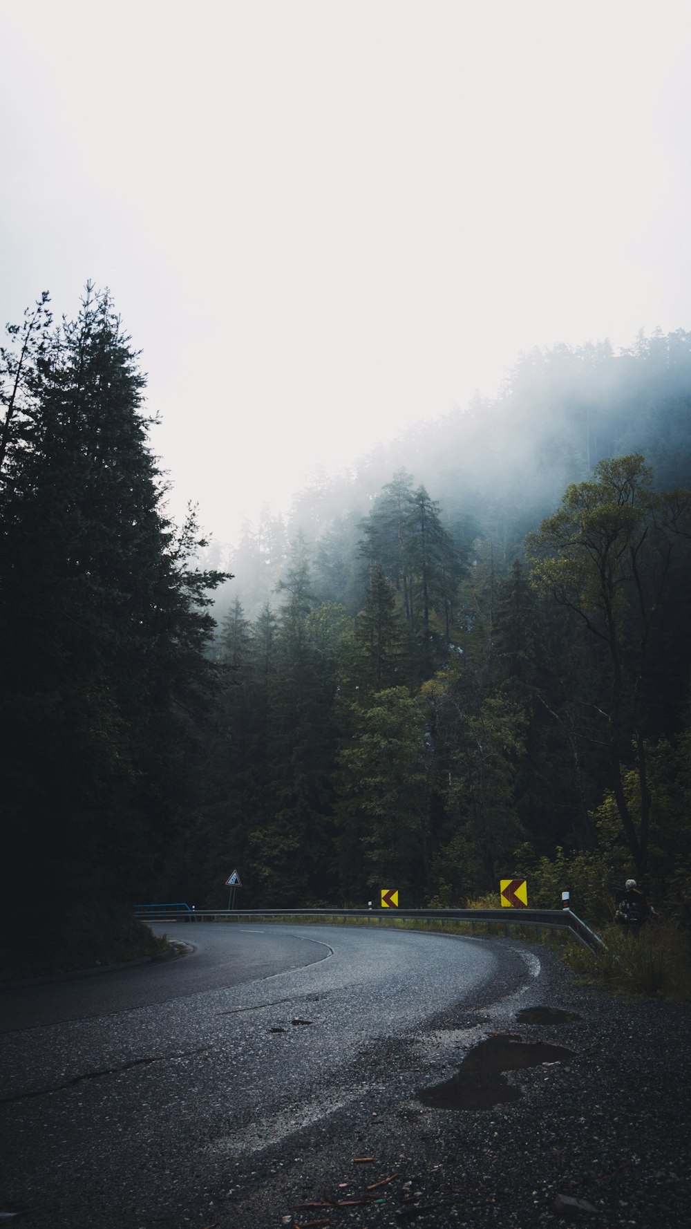 concrete road between trees covered with mist