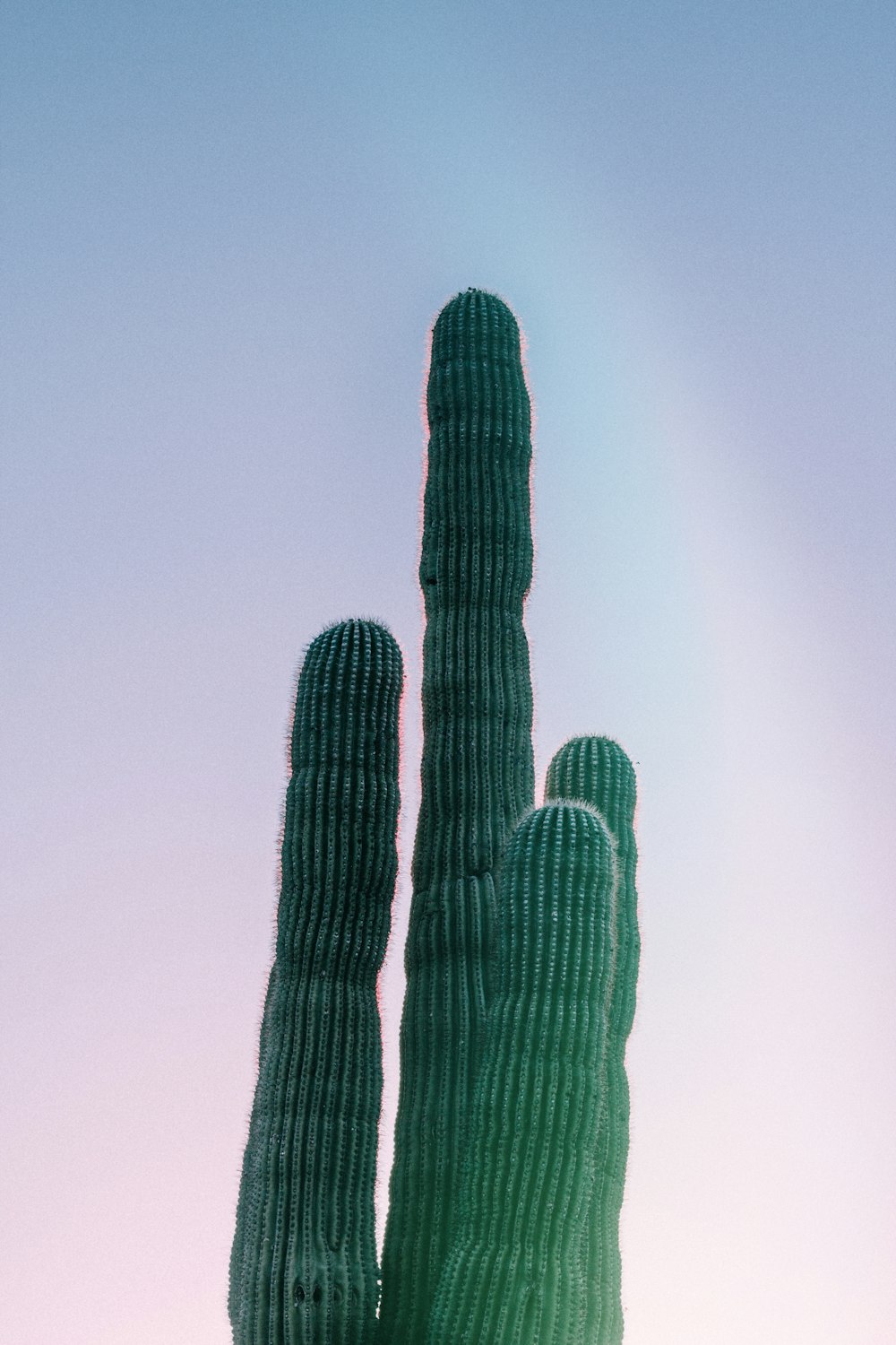 Photographie en gros plan de cactus vert