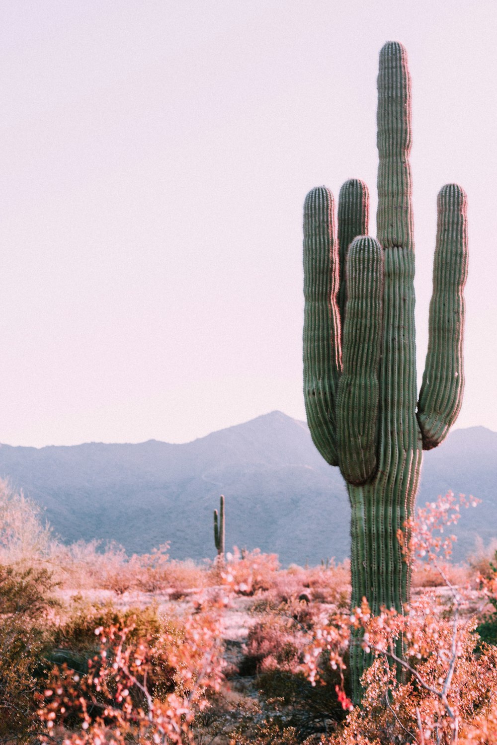 550+ Cactus Pictures | Download Free Images on Unsplash