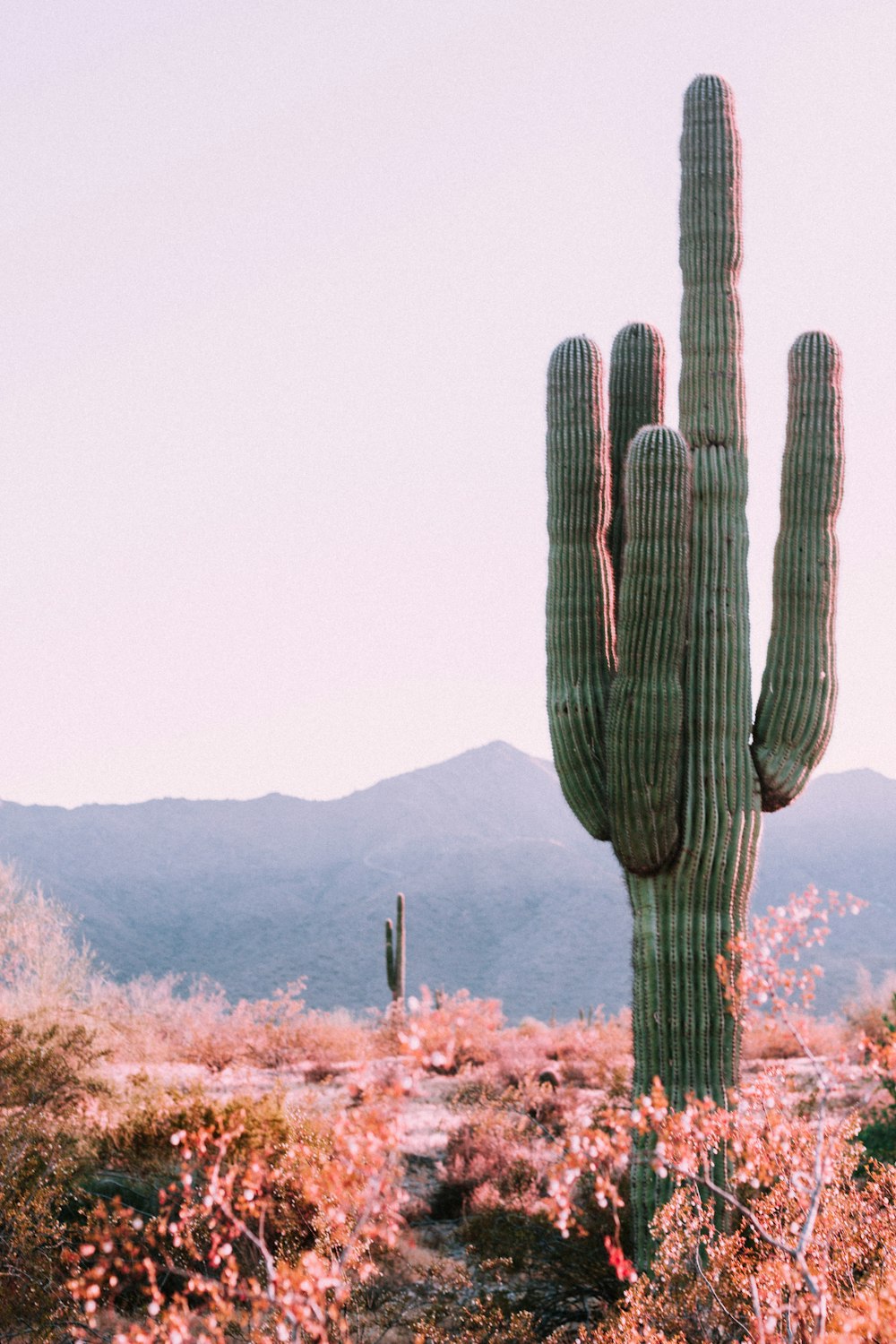 pianta di cactus accanto alla pianta a foglia arancione