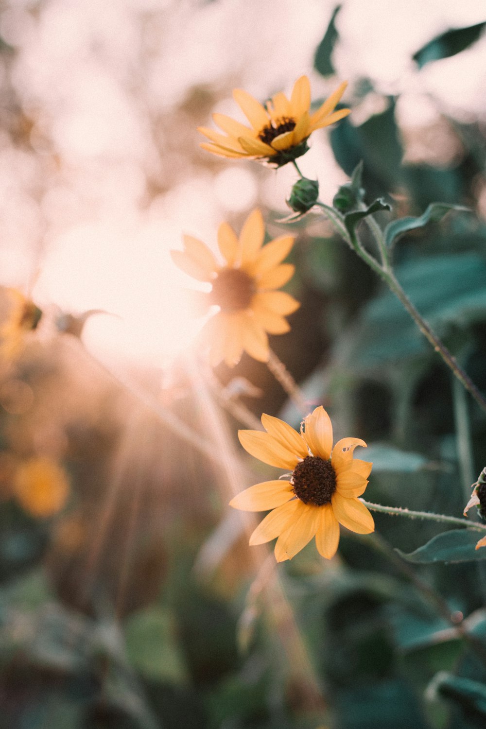 Sonnenstrahlen durch gelbe Blüten am Tag
