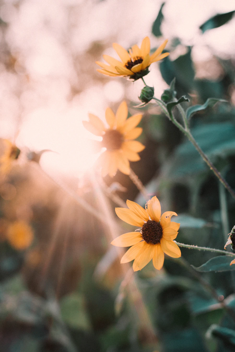Sunlight through yellow desert wildflowers