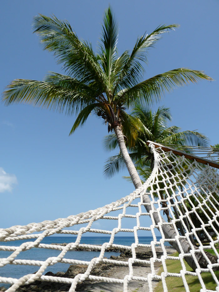 Hammock strung on a palm tree