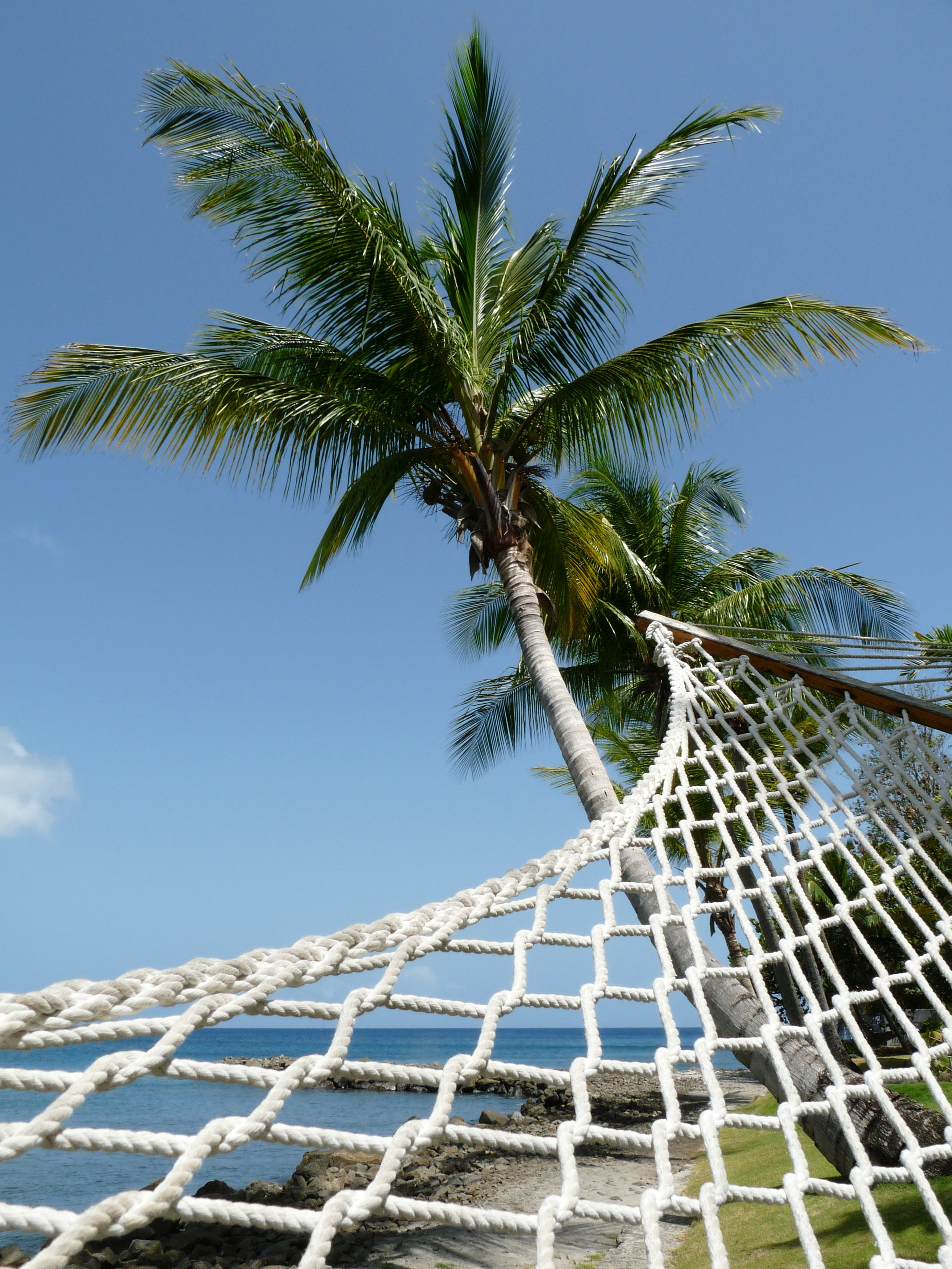 scenery of a hammock on a green palm tree