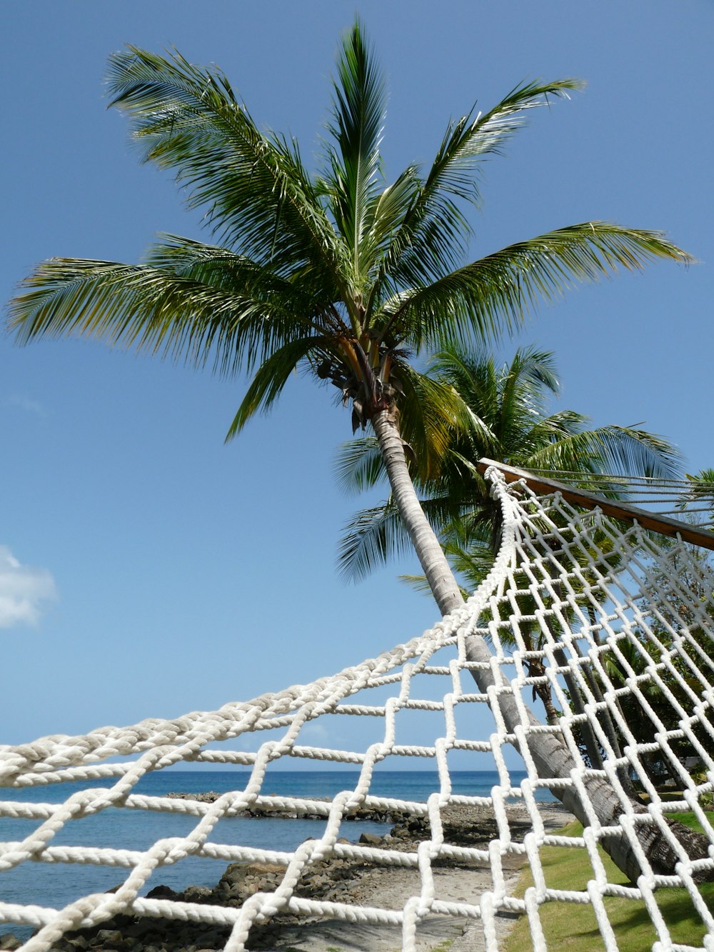 scenery of a hammock on a green palm tree