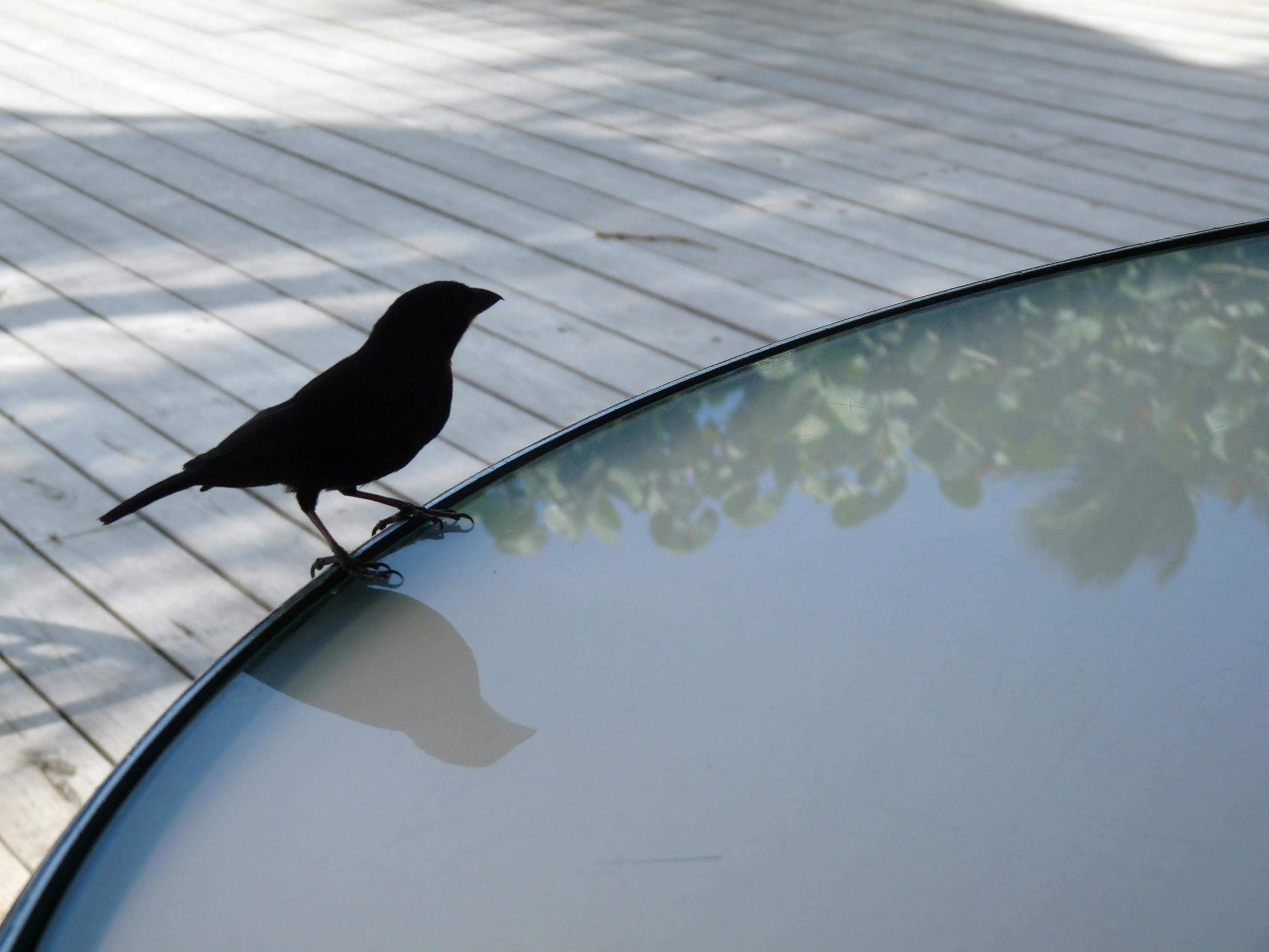 black bird on pool side