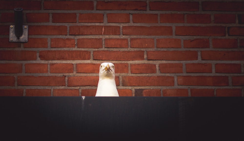 weißer Vogel in der Nähe der Wand