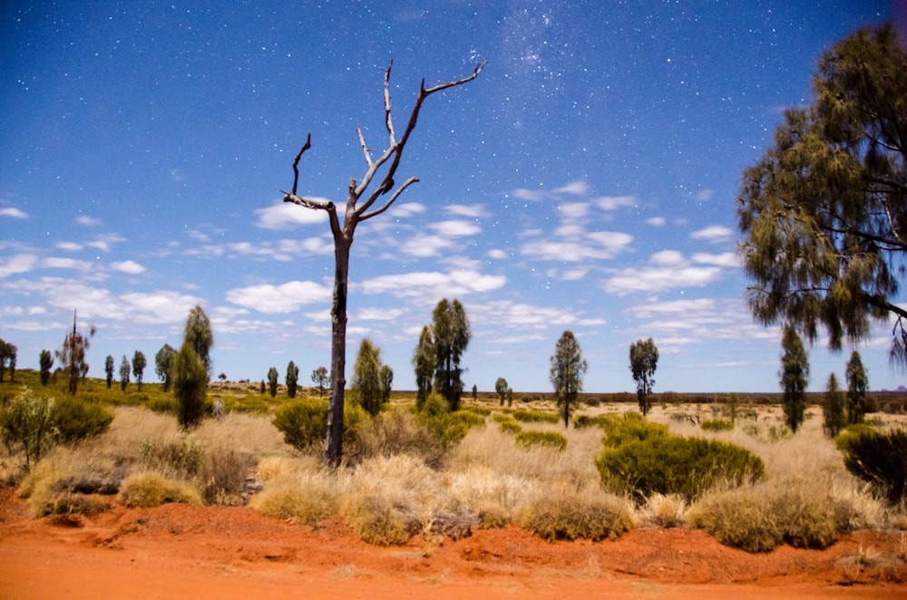 landscape photo of trees on under cloudy sky