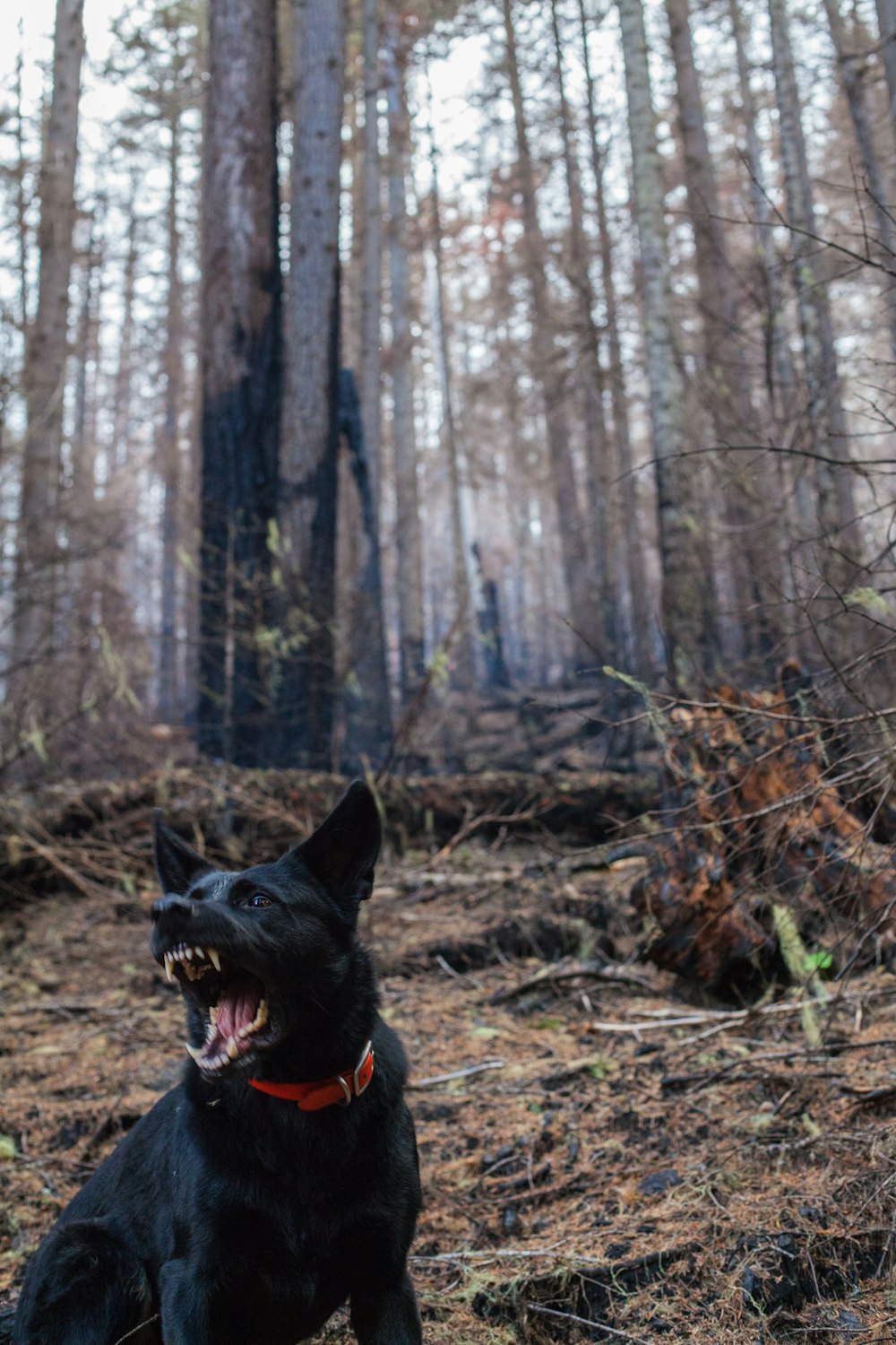 dog barking in the forest