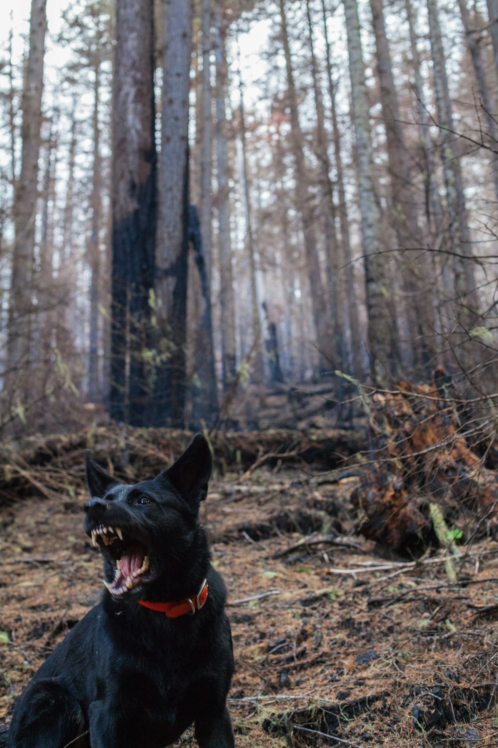 ladrar perro en el bosque