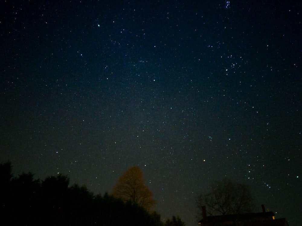 stars and forest