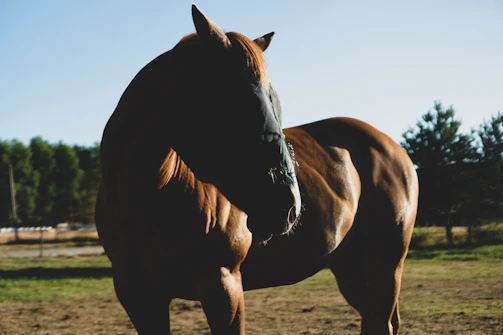 A majestic dark bay stallion standing proudly in a sunlit paddock.