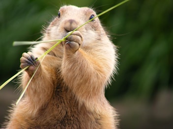 A prairie dog is holding and nibbling on a long green blade of grass. The animal's fur is a light brown color, and its small paws are clutching the grass delicately. Its eyes are dark and alert, with a blurred green background providing contrast.