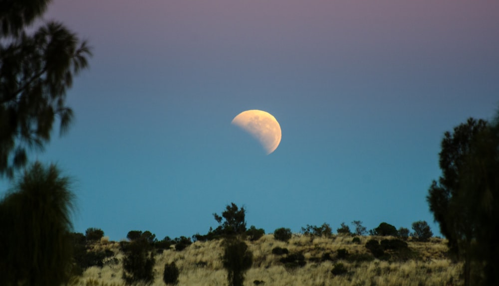 forest under moon