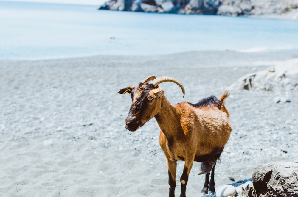 brown goat near beach during daytime photo
