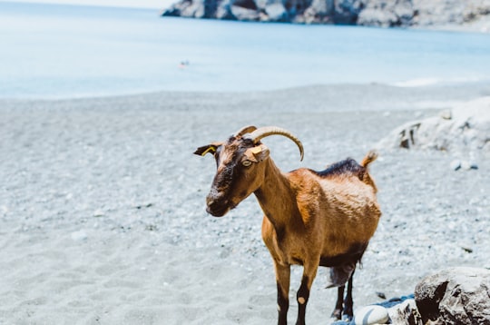 brown goat near beach during daytime photo in Crete Region Greece