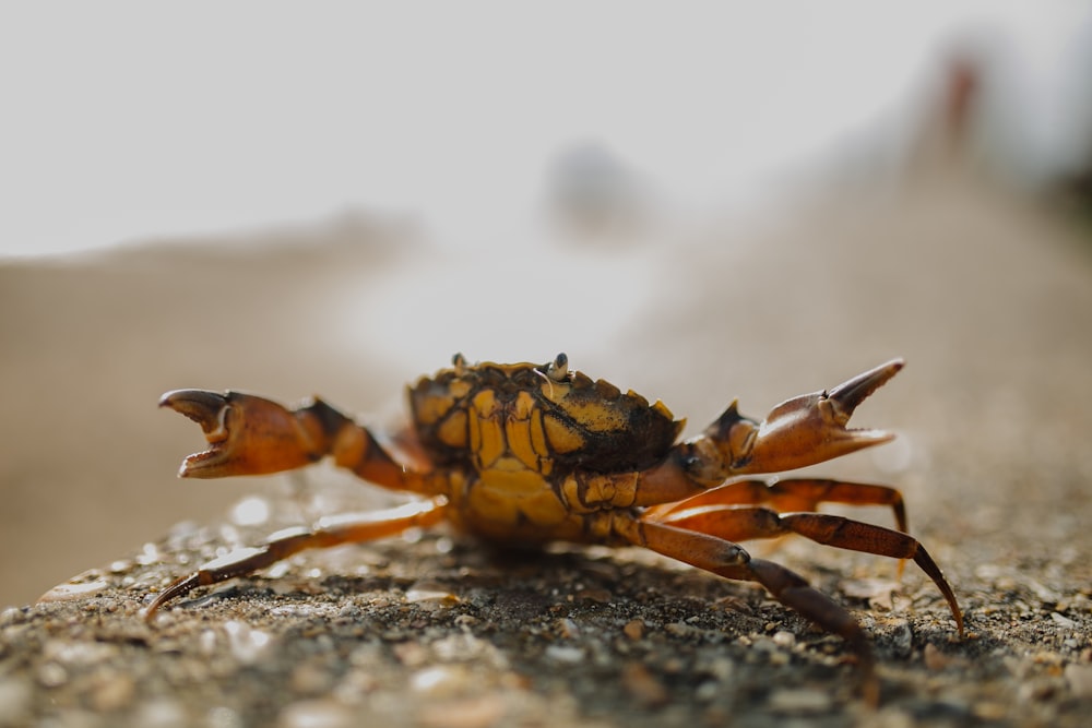 selective focus photography of crab