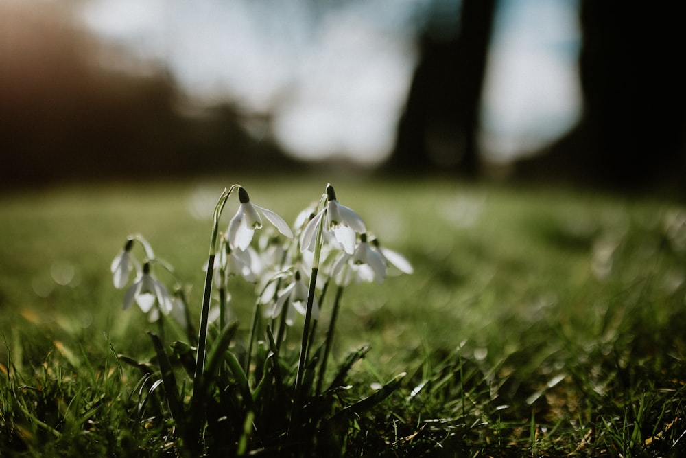 macro photography of white flowers