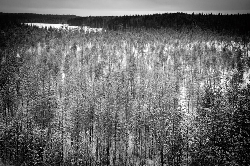 pine trees painting