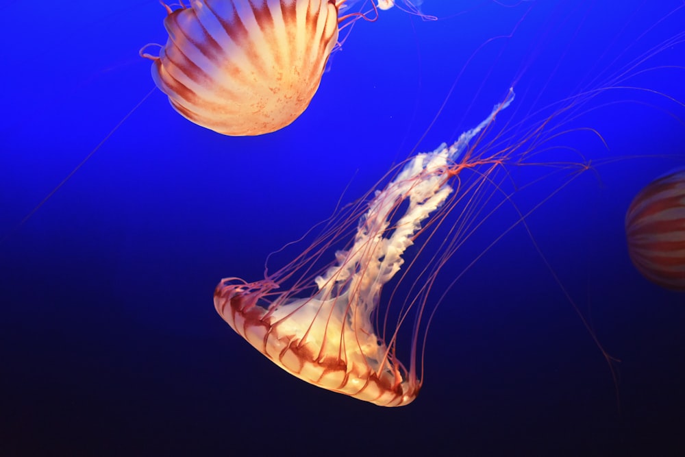 red and beige jellyfishes