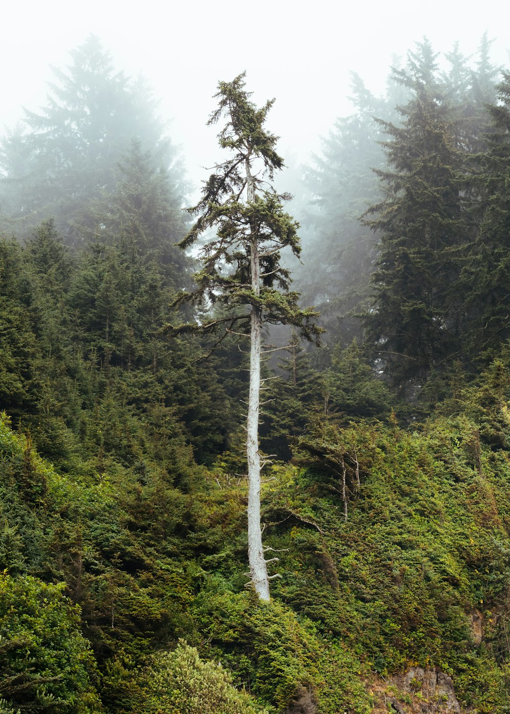 green leafed trees