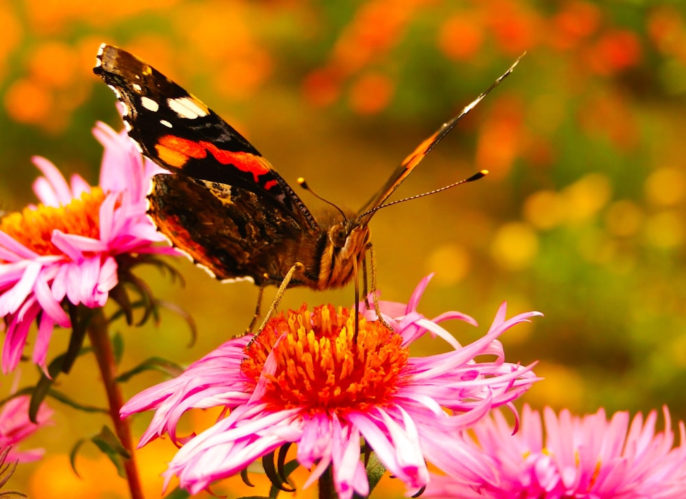selective focus photography of black and orange Malay lace wing butterfly on pink cone flower