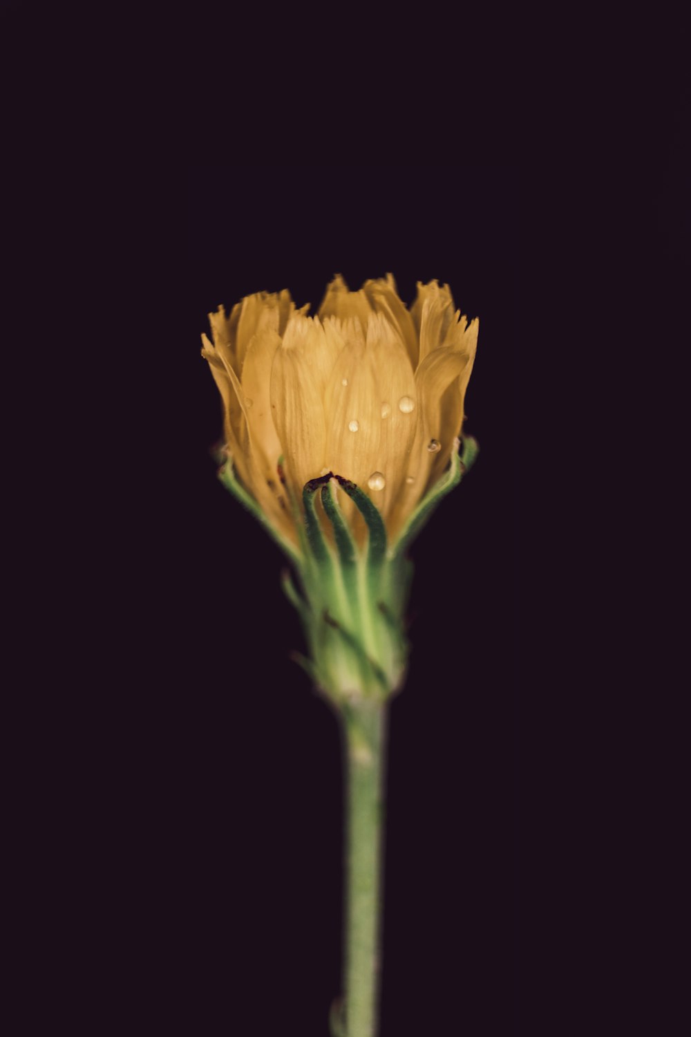 macro shot photo of yellow flower