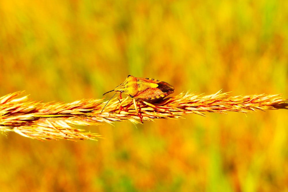 brown bug perched on wheat