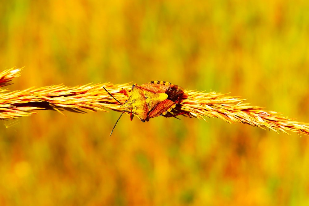 brown insect on brown leaf