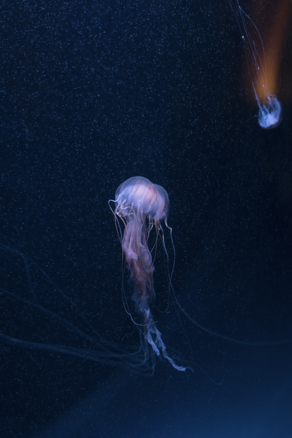 purple box jellyfish