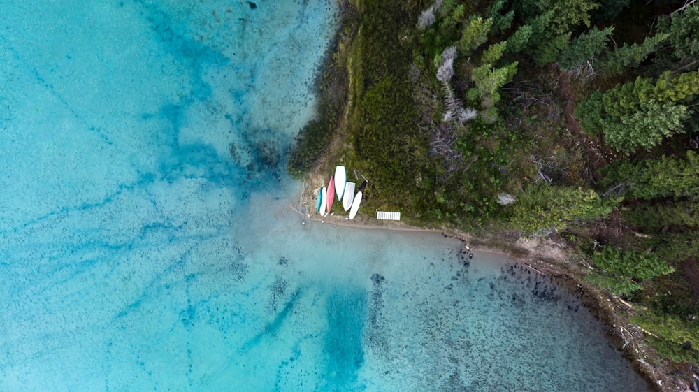 aerial photography of green pine trees near body water